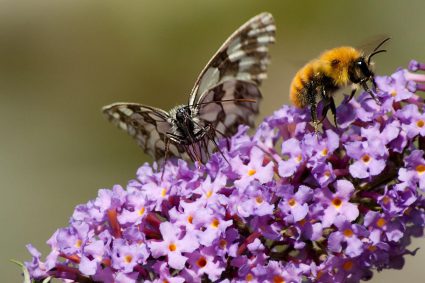 🌿 SPUREN DER SCHÖPFUNG | 🌼 2.8 Nützlich, aber nicht zufällig | 🦋 2.Serie: Verwandlung und Ordnung – Was Insekten uns lehren