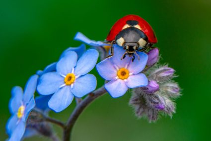 🌿 SPUREN DER SCHÖPFUNG | 🌟 2.9 Was Insekten uns lehren | 🦋 2.Serie: Verwandlung und Ordnung – Was Insekten uns lehren