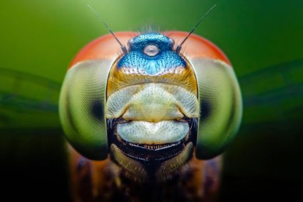 🌿 SPUREN DER SCHÖPFUNG | 👁️ 2.6 Sehen, riechen, fühlen | 🦋 2.Serie: Verwandlung und Ordnung – Was Insekten uns lehren