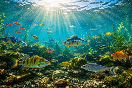 🌿 SPUREN DER SCHÖPFUNG | 💨 3.1 Atmen im Wasser – Leben mit unsichtbarem Sauerstoff  | 🐟 3.Serie: Leben im Verborgenen – Die Welt der Fische