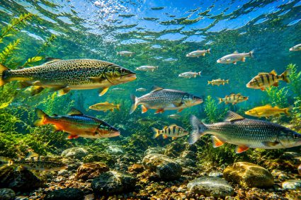 🌿 SPUREN DER SCHÖPFUNG | 🏊 3.3 Schwimmen ohne Anstrengung – Die Physik der Bewegung | 🐟 3.Serie: Leben im Verborgenen – Die Welt der Fische