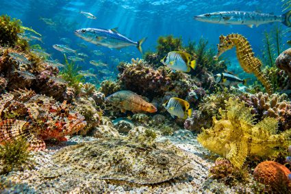 🌿 SPUREN DER SCHÖPFUNG | 🎨 3.5 Schutz ohne Panzer – Tarnung, Farbe und Form | 🐟 3.Serie: Leben im Verborgenen – Die Welt der Fische