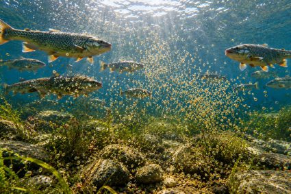🌿 SPUREN DER SCHÖPFUNG | 🥚 3.6 Fortpflanzung im offenen Raum – Ordnung ohne Nest | 🐟 3.Serie: Leben im Verborgenen – Die Welt der Fische