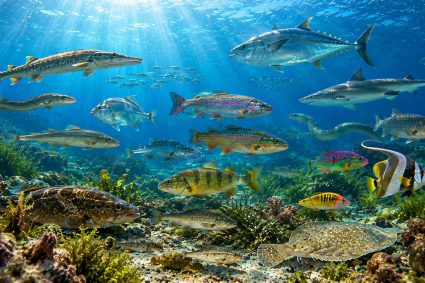 🌿 SPUREN DER SCHÖPFUNG | 🧬 3.7 Leben im Verborgenen – Warum Fische Fische bleiben | 🐟 3.Serie: Leben im Verborgenen – Die Welt der Fische